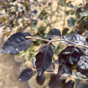Fagus syl. 'Atropunicea' (Rode Beukhaag)