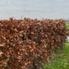 Fagus syl. 'Atropunicea' (Rode Beukhaag) 60 - 80 cm in pot