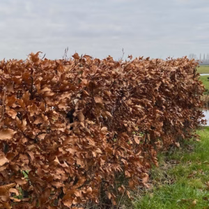 Fagus syl. 'Atropunicea' (Rode Beukhaag) 60 - 80 cm in pot