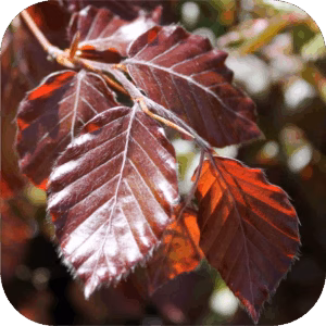 Fagus - Beukhaag