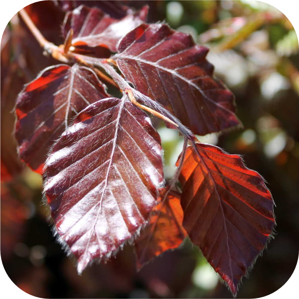 Fagus syl. 'Atropunicea' (Rode Beukhaag)