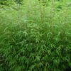 Bamboe Fargesia  Rufa 50 - 55 cm in 2,5 liter pot - Afbeelding 4