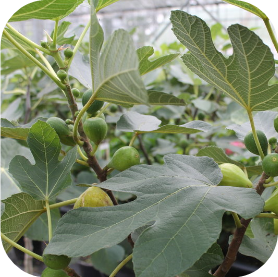 Ficus carica (Vijg)