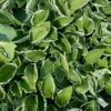 Hosta Fortunei 'Francee'