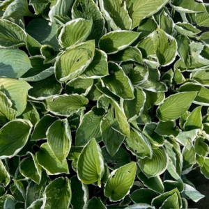 Hosta Fortunei 'Francee'