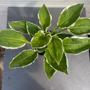 Hosta Fortunei 'Francee'