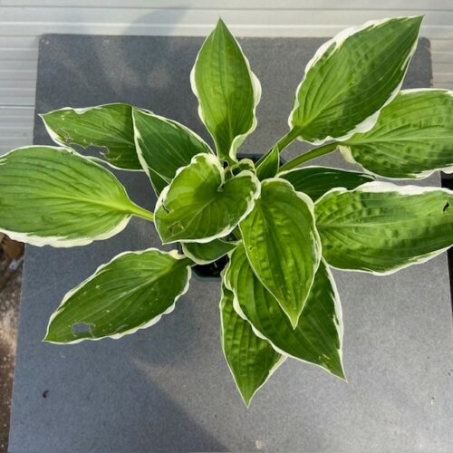 Hosta Fortunei 'Francee'