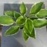 Hosta Fortunei 'Francee'