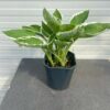 Hosta Fortunei 'Francee'