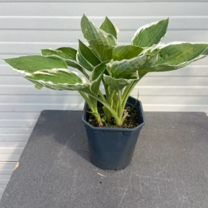 Hosta Fortunei 'Francee'