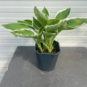 Hosta Fortunei 'Francee'
