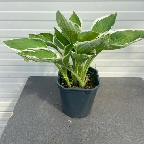 Hosta Fortunei 'Francee'