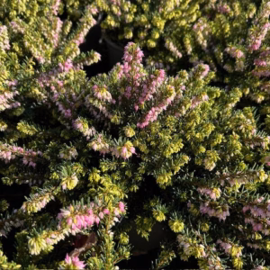 Erica carnea, (winterheide) roze