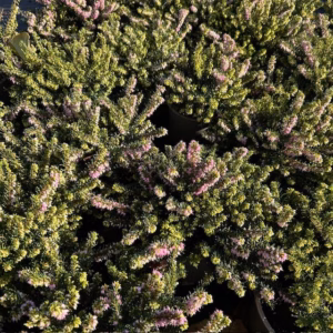 Erica carnea, (winterheide) roze
