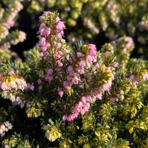 Erica carnea, (winterheide) roze
