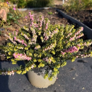Erica carnea, (winterheide) roze