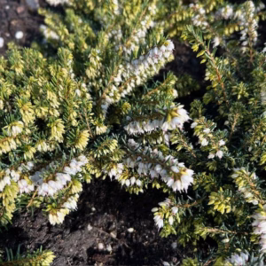 Erica carnea, (winterheide) wit