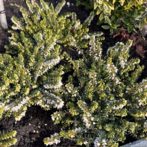 Erica carnea, (winterheide) wit