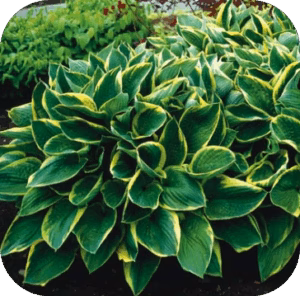 Hosta Fortunei Areomarginata
