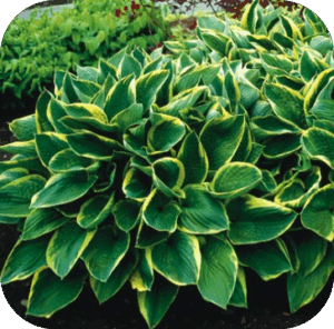 Hosta Fortunei Areomarginata