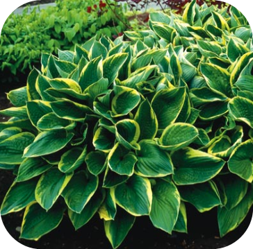 Hosta Fortunei Areomarginata