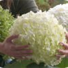 Hydrangea Annabelle STRONG (Hortensia)