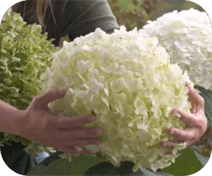 Hydrangea Annabelle STRONG (Hortensia)