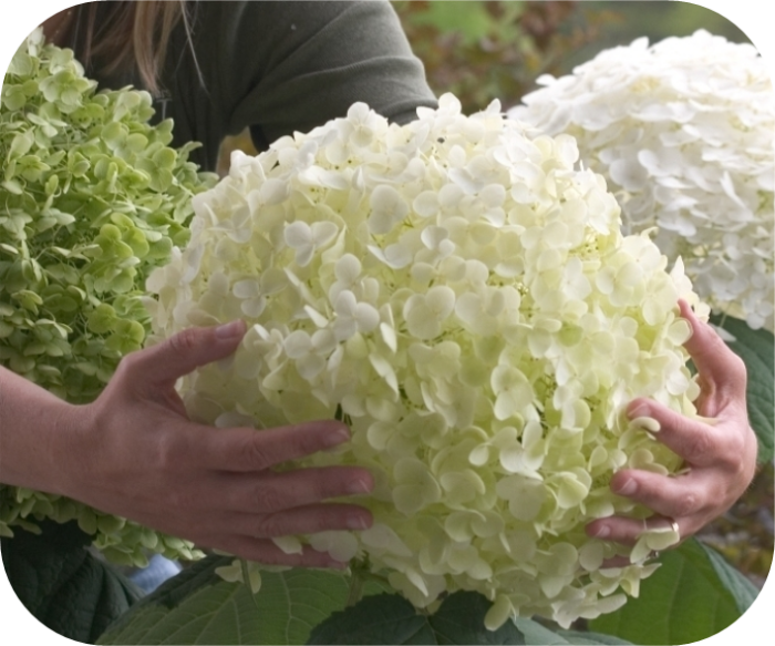 Hydrangea Annabelle STRONG (Hortensia)