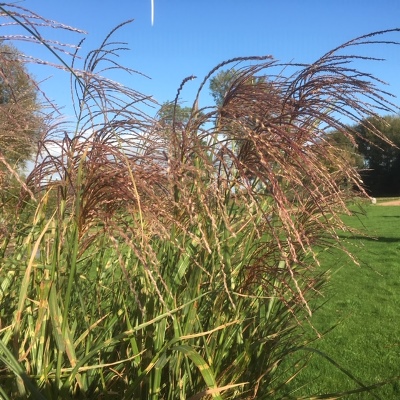 Miscanthus sin. 'Strictus' (Prachtriet)