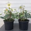 Helleborus niger