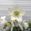 Helleborus niger (Kerstroos) in 2 liter pot - Afbeelding 2