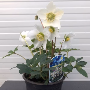 Helleborus niger