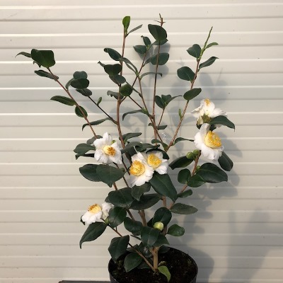 Camellia Japonica 'Alba Simplex' (theestruik)