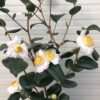 Camellia Japonica 'Alba Simplex' (theestruik)