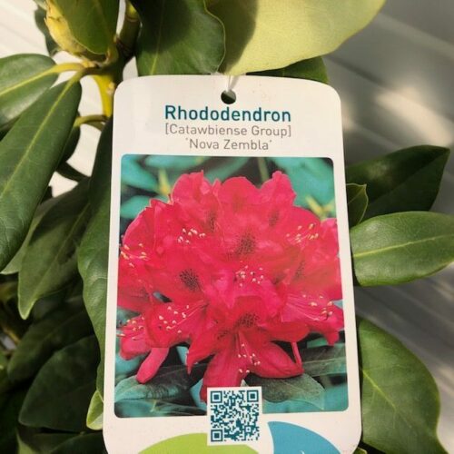 Rhododendron Nova Zembla