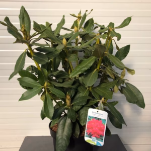 Rhododendron Nova Zembla