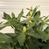 Rhododendron Nova Zembla