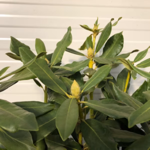 Rhododendron Nova Zembla