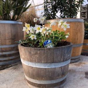 Helleborus niger