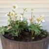 Helleborus niger