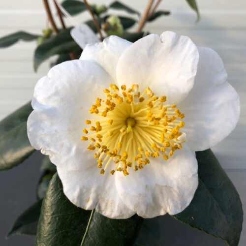 Camellia Japonica 'Alba Simplex'