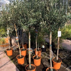 Olea europaea (Olijfboom) op stam