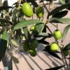 Olea europaea (Olijfboom) op stam