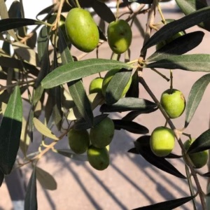 Olea europaea (Olijfboom) op stam