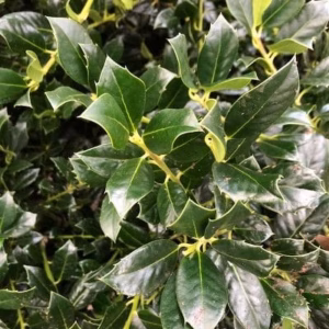 Ilex aquifolium J.C. van Tol (Hulst)