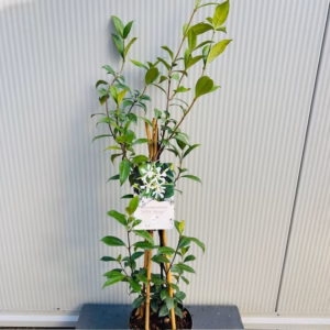 Trachelospermum jasminoides (Toscaanse Jasmijn) wit