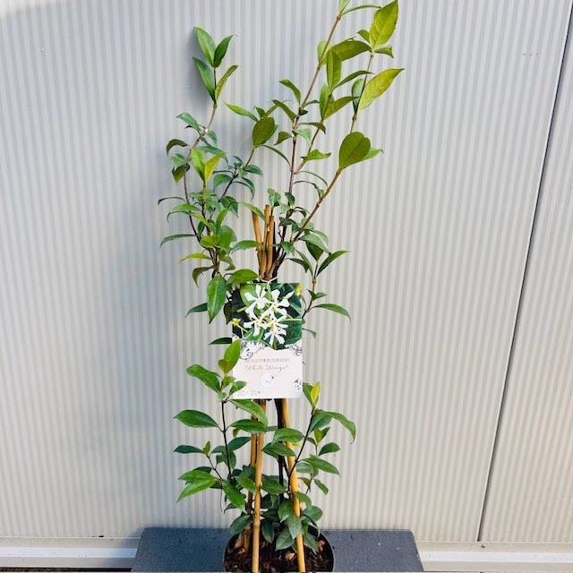 Trachelospermum jasminoides (Toscaanse Jasmijn) wit