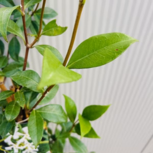 Trachelospermum jasminoides (Toscaanse Jasmijn) wit