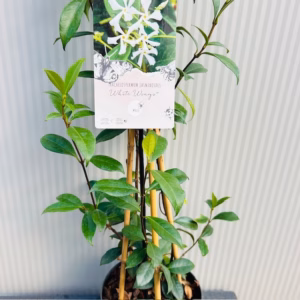 Trachelospermum jasminoides (Toscaanse Jasmijn) wit