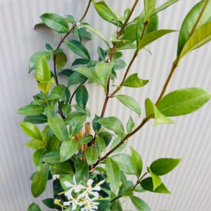Trachelospermum jasminoides (Toscaanse Jasmijn) wit